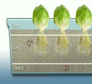 A cutaway picture of a grow bed and the three zones