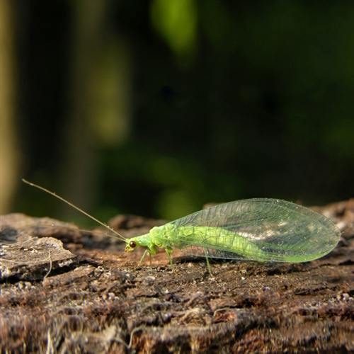 Photo of Green Lace Wing insect, green body with large wings and long antennae