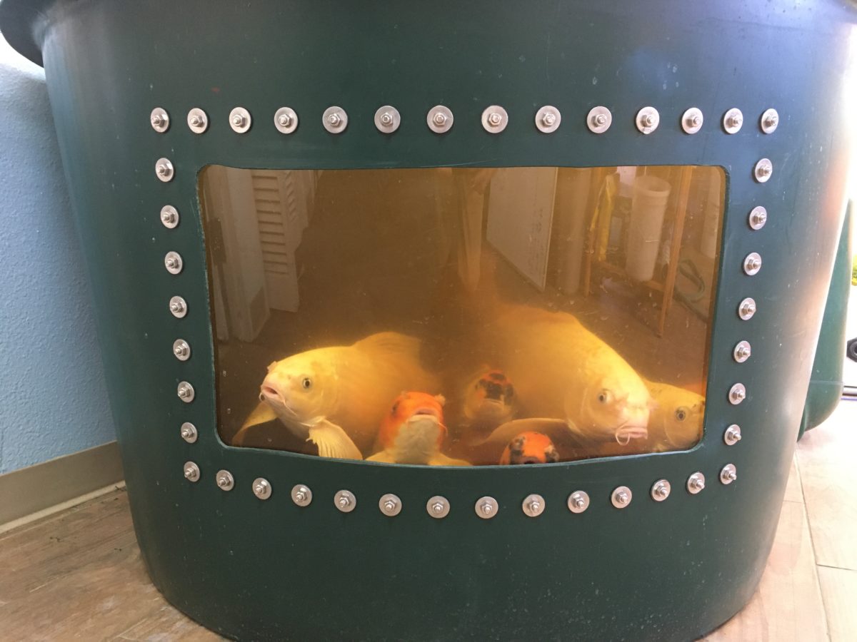 AquaBundance Modular 500 Gallon Fish Tank