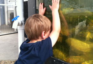 Child looking through fish window, fish tank window kit