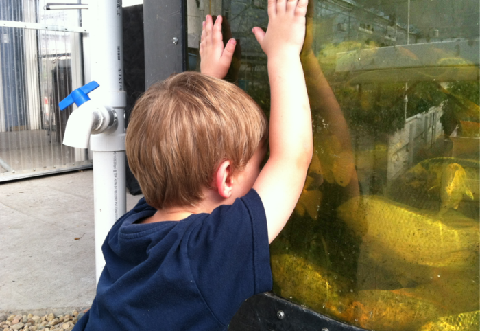 Child looking through fish window, fish tank window kit