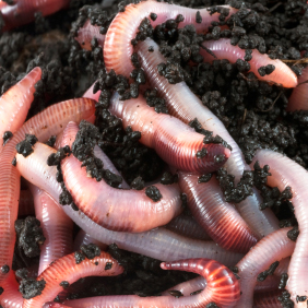 Photo of live red wiggler worms in compost