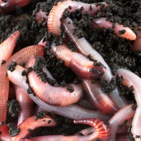 1 LB (1000) Live Red Wiggler Compost Worms