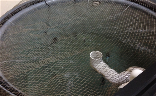 Fish Tank Net | The Aquaponic Source