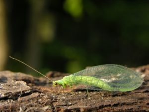 Green Lacewings