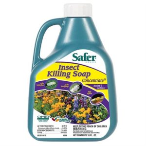 Safer Insect Killing Soap Concentrate II – 16 oz