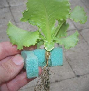 GrowGrip with Plant