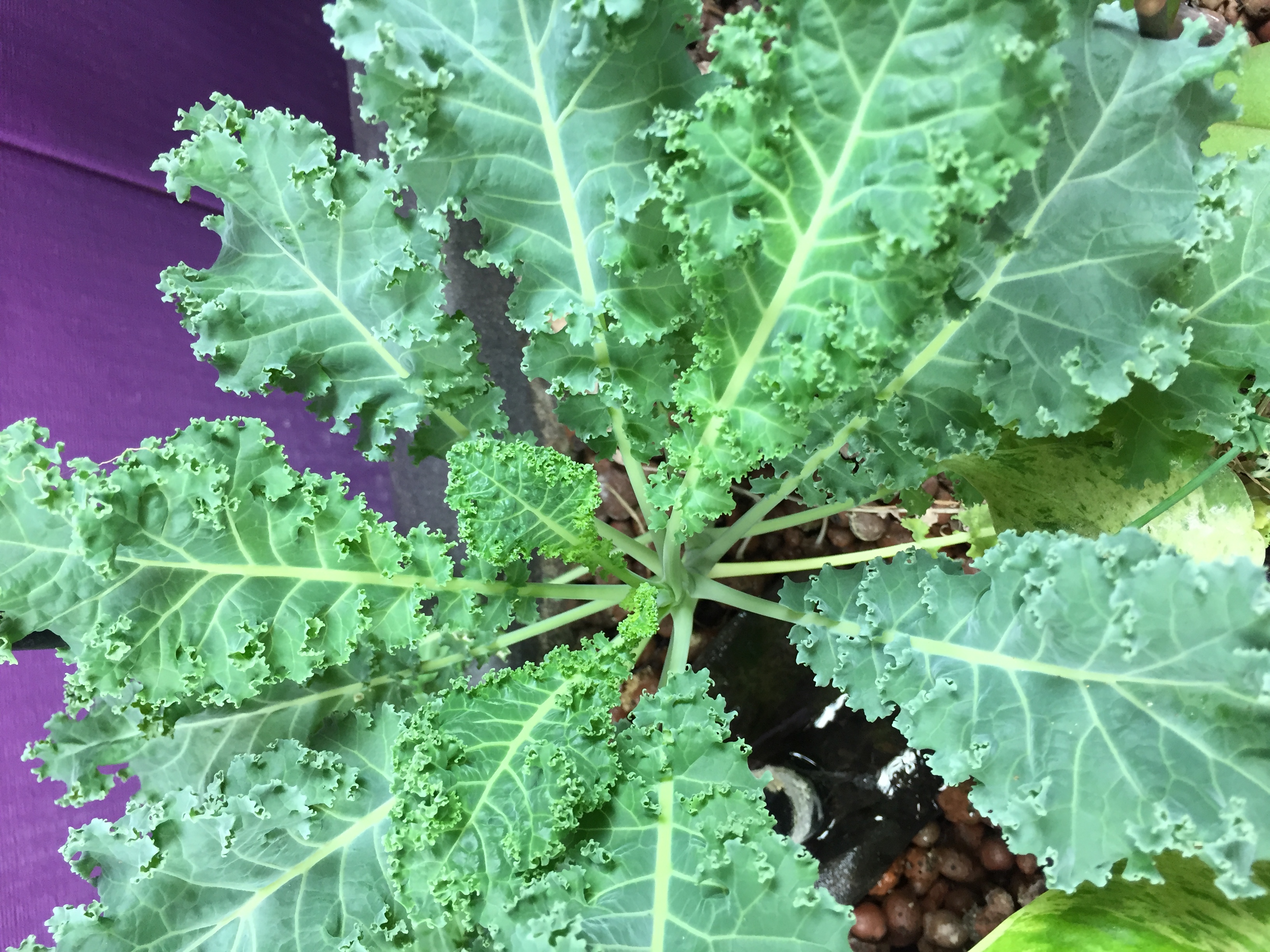 aquaponic kale - aquaponic