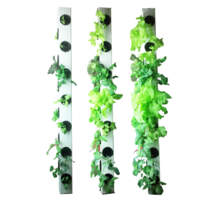 Photo of three AquaVertica grow towers with plants in the cups