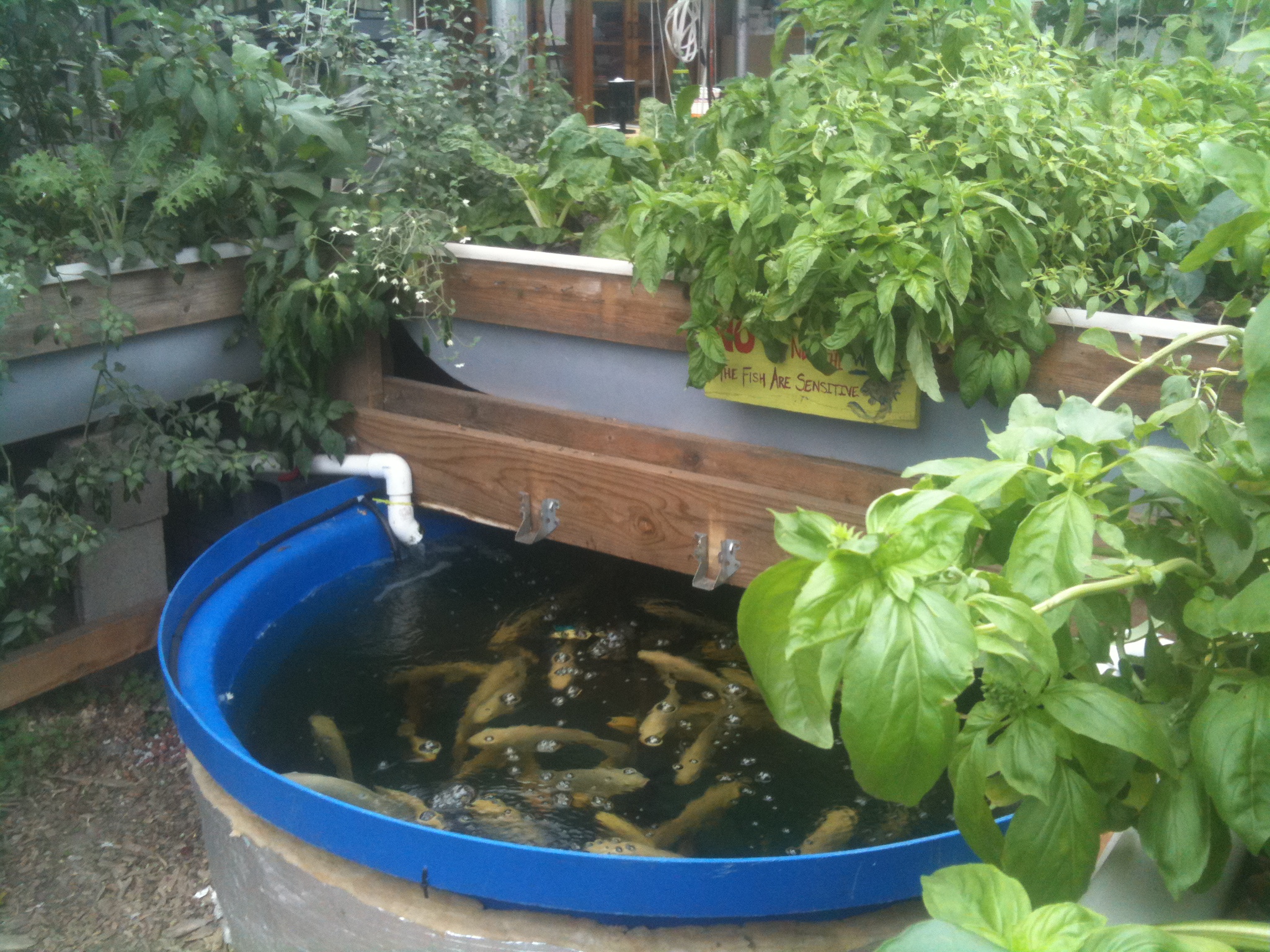 Aquaponic design course American Heritage School