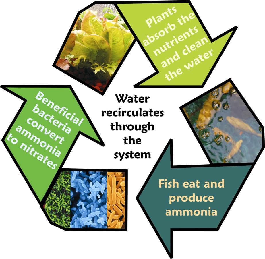 School Aquaponics | The Aquaponic Source