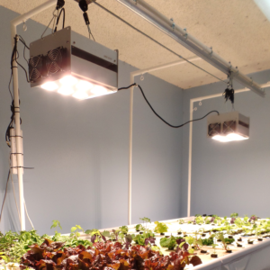 Photo showing two LED grow lights suspended from an automated moving track