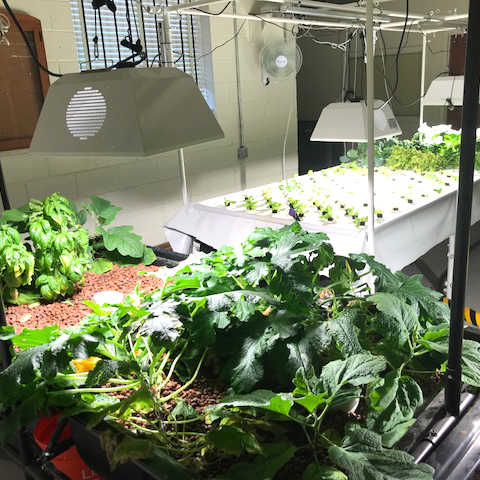Photo of indoor grow space with 3 production lighting packages over grow space