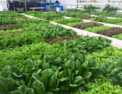 Sustain: How Colorado Aquaponics is Changing the Food System