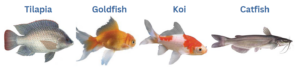 best fish for aquaponics