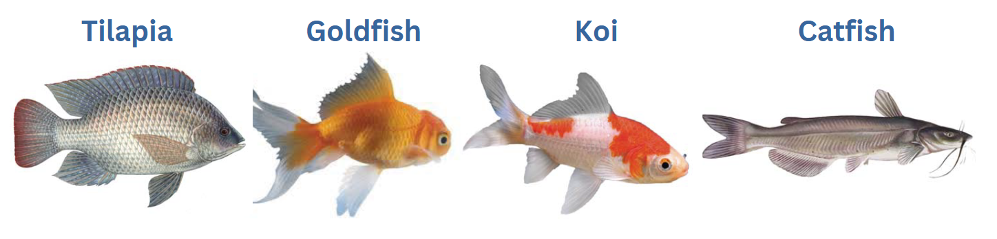 best fish for aquaponics