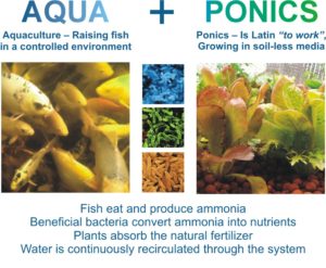 aquaculture and hydroponic systems