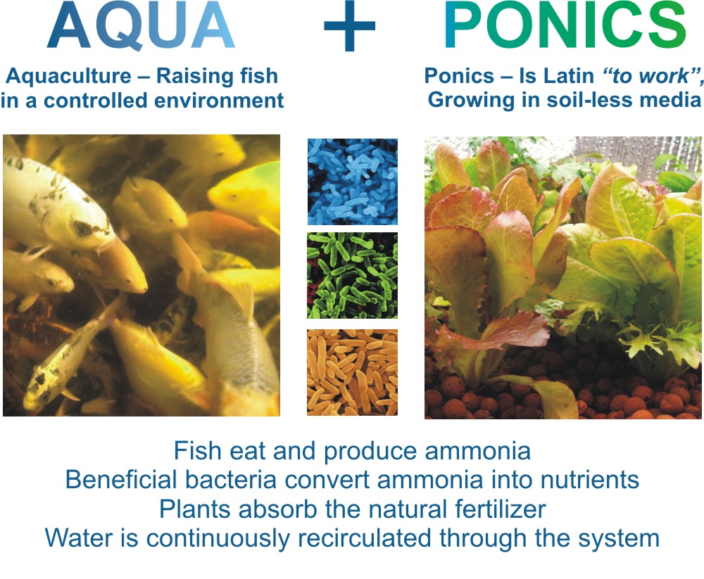 What Is Aquaponics The Aquaponic Source
