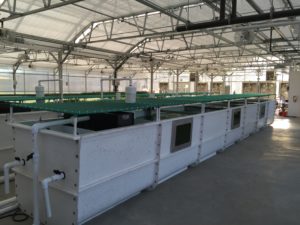 A photo of AST Fiberglass Raceway fish tanks in an indoor greenhouse.