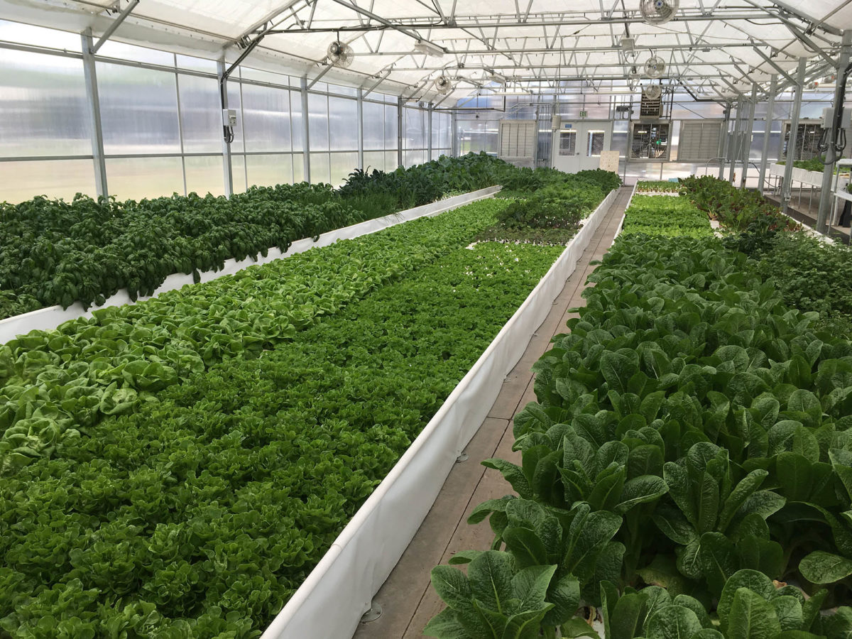 dahlia campus aquaponic greenhouse the aquaponic source