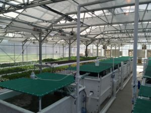 a photo of fiberglass fish tanks in an indoor greenhouse.