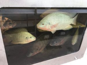 Photo of Tilapia through a window installed on the fish tank.