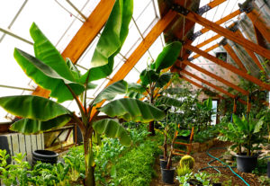 tropical aquaponc greenhouse