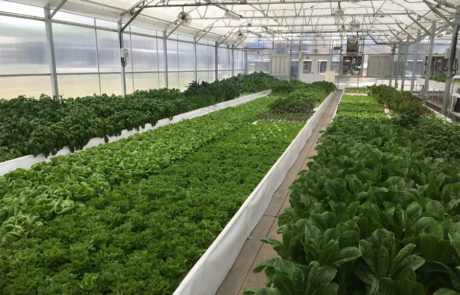 aquaponic greenhouse full of greens