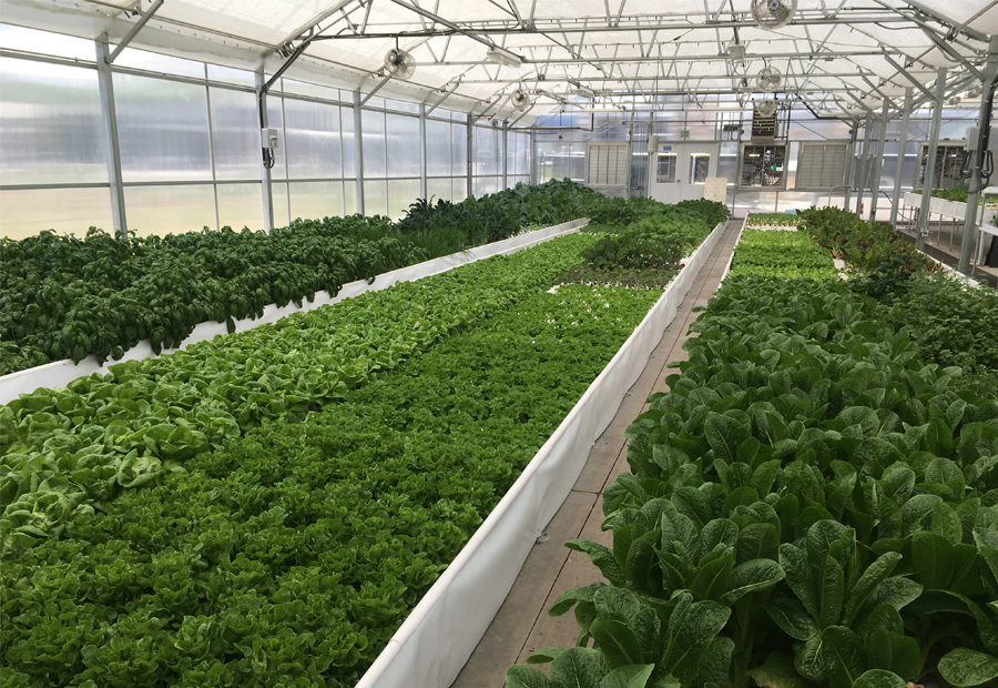 aquaponic greenhouse full of greens