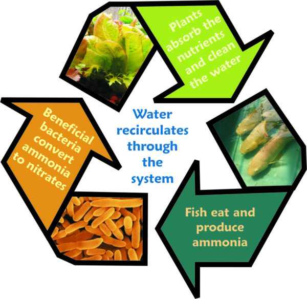 WHAT ARE THE BENEFITS OF GROWING AQUAPONICALLY? The Aquaponic Source