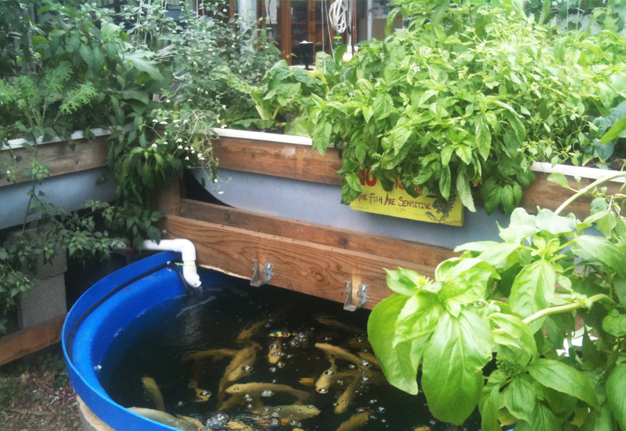 basic aquaponic system with blue fish tank