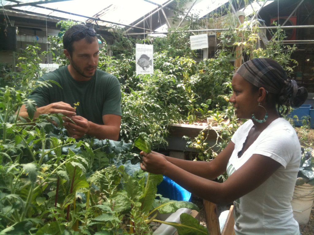 Photo of two people tending to tomato plants in an aquaponic media bed