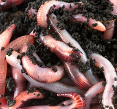 Worms and Composting