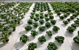 dwc lettuce