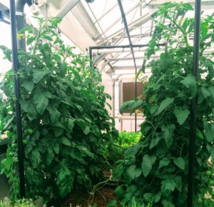 Photo of tomatoes supported or trellised using an AquaBundance light rack.