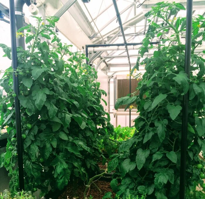 Photo of tomatoes supported or trellised using an AquaBundance light rack.