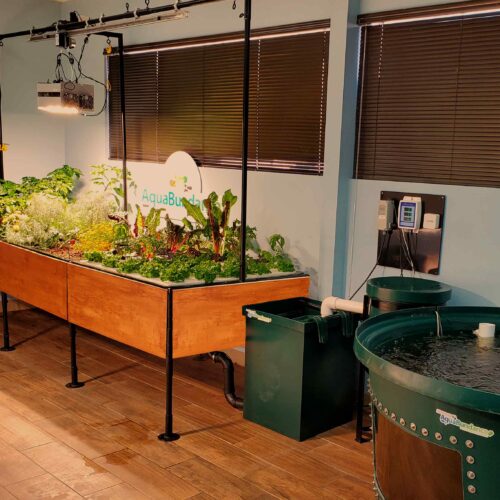 Aquaponic Systems