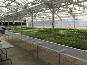 photo of an elevated deep water culture system in an indoor greenhouse