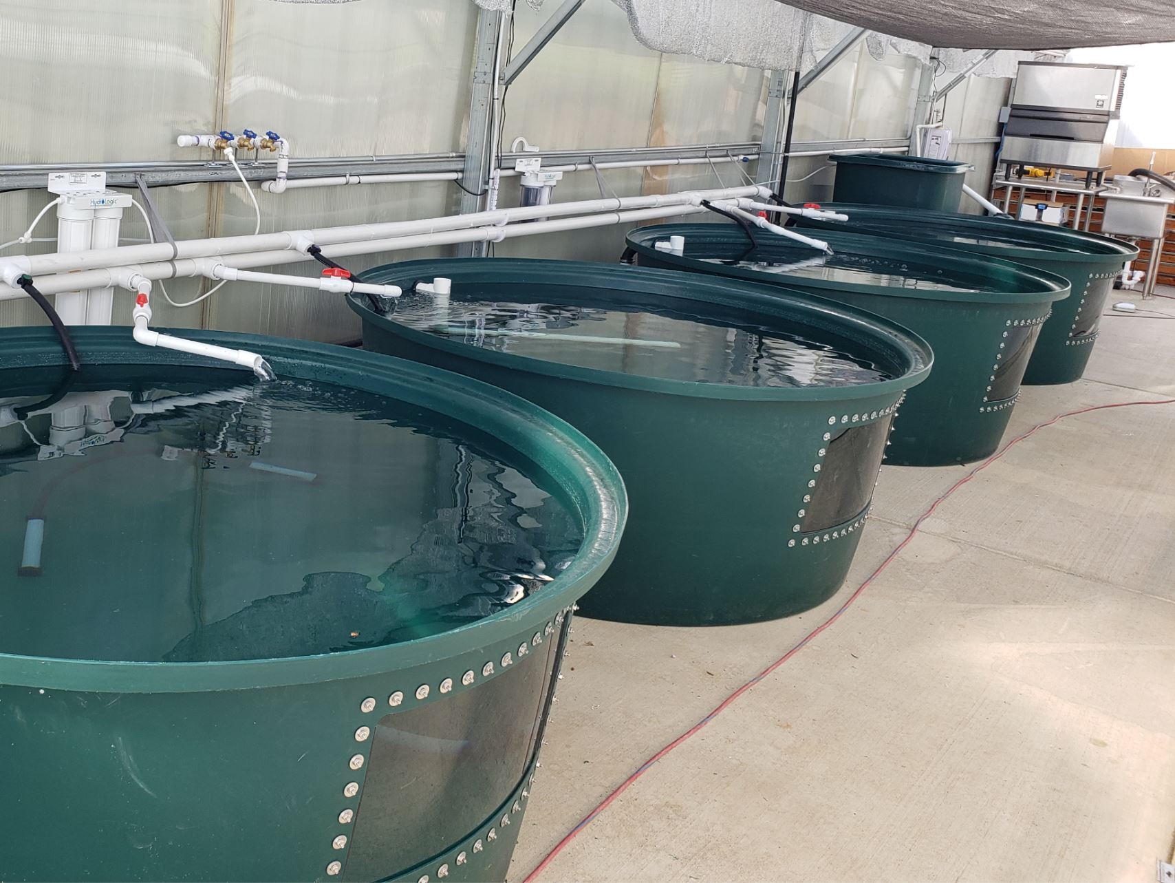 Large aquaponics fish tank