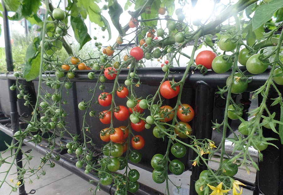tomatoes in aquaponics