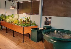 aquaponic system with growbeds