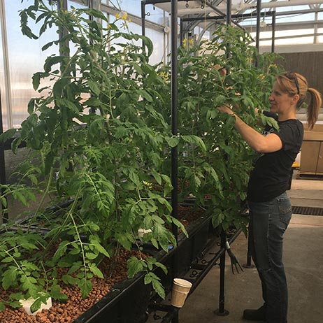 checking tomatoes in aquaponics