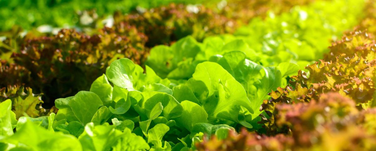 lettuce growing in aquaponics