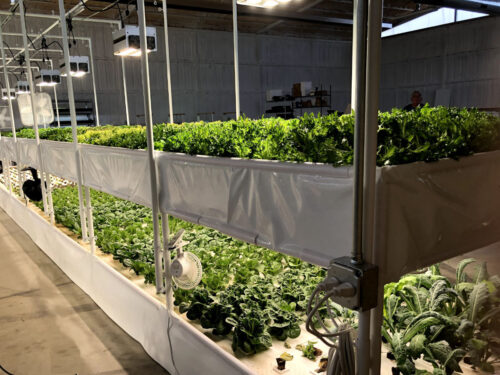 grand valley greens - indoor aquaponic farm the