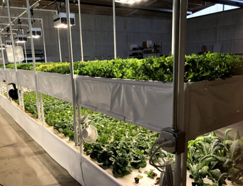 Grand Valley Greens – Indoor Aquaponic Farm