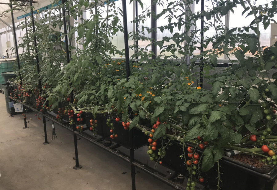 Aquabundance Tomatoes