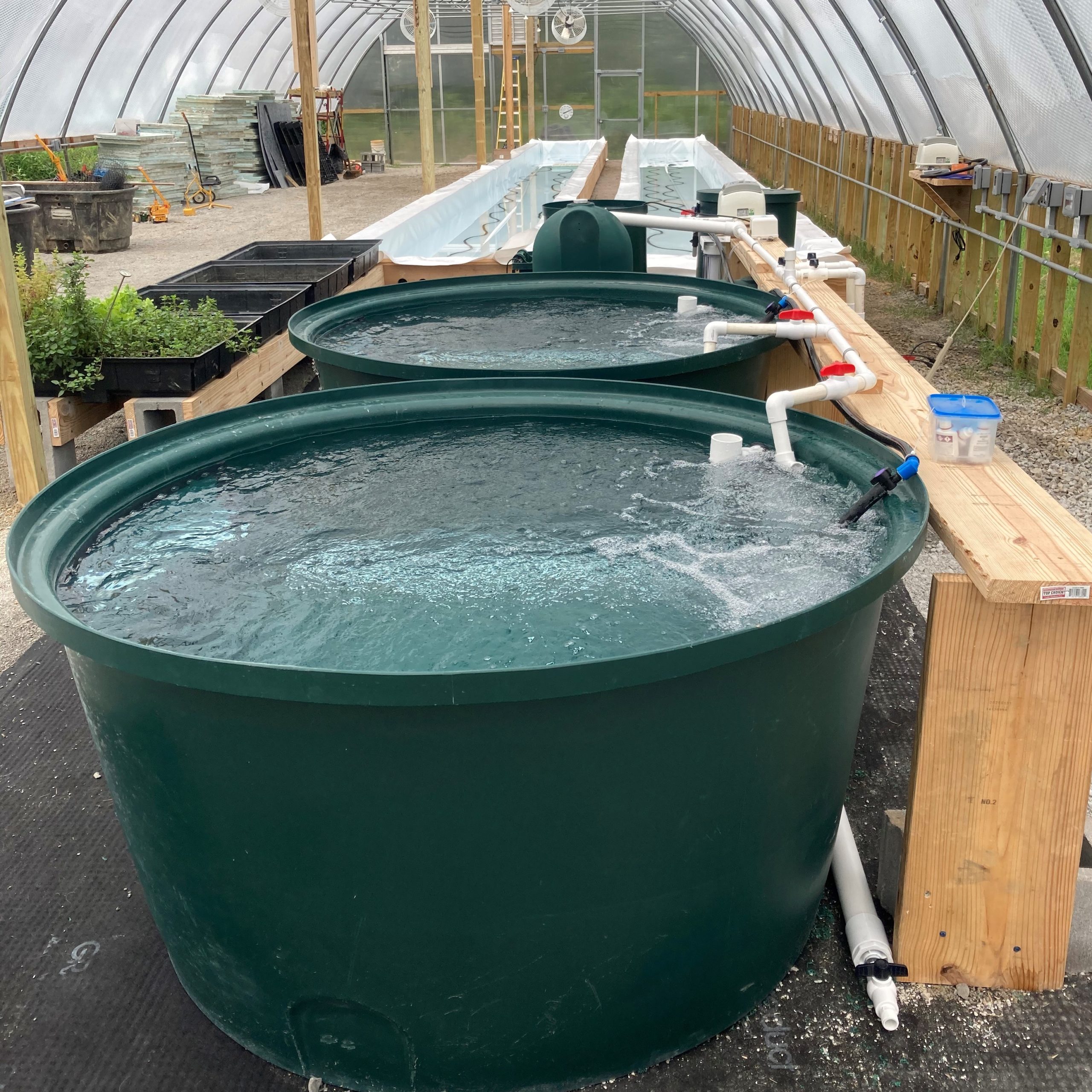 Aquaponic fish farming