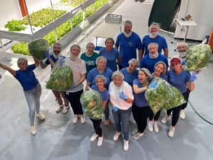 aquaponic lettuce