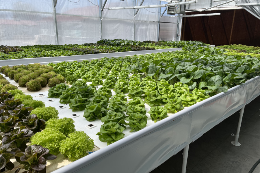 Is PVC Food Safe for Aquaponics? - HowtoAquaponic