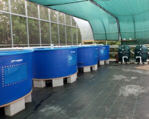 4 500 gallon fish tanks filled with tilaipa and koi which supply the nutrients to the custom aquaponic farm plant system.
